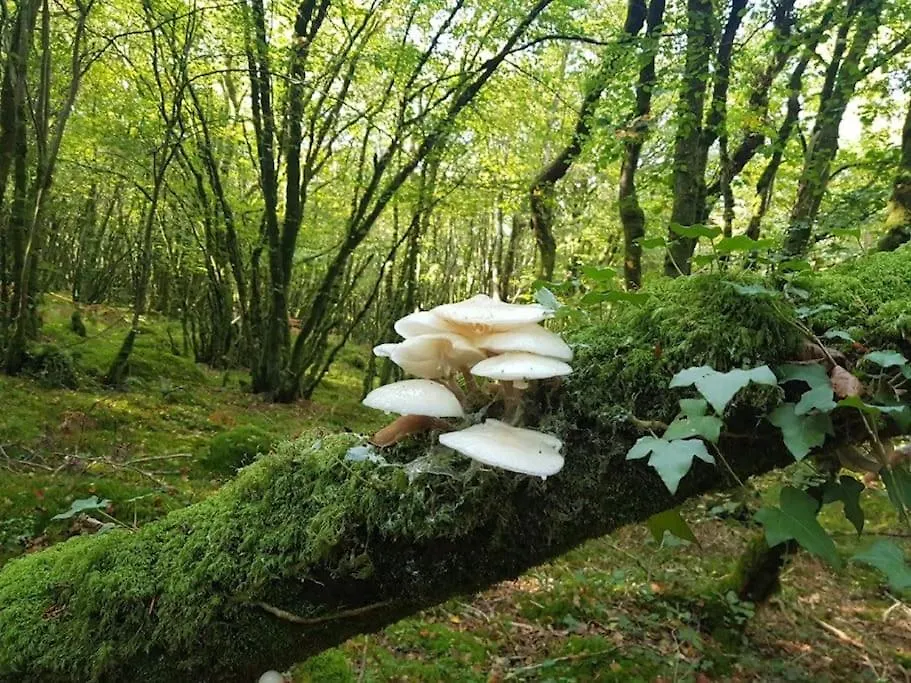 La Clef Des Champs, Gite A La Ferme Au Pied Des Vignes, Finistere Sud ! Pouldergat Semesterbostad