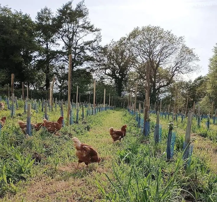 La Clef Des Champs, Gite A La Ferme Au Pied Des Vignes, Finistere Sud ! Pouldergat