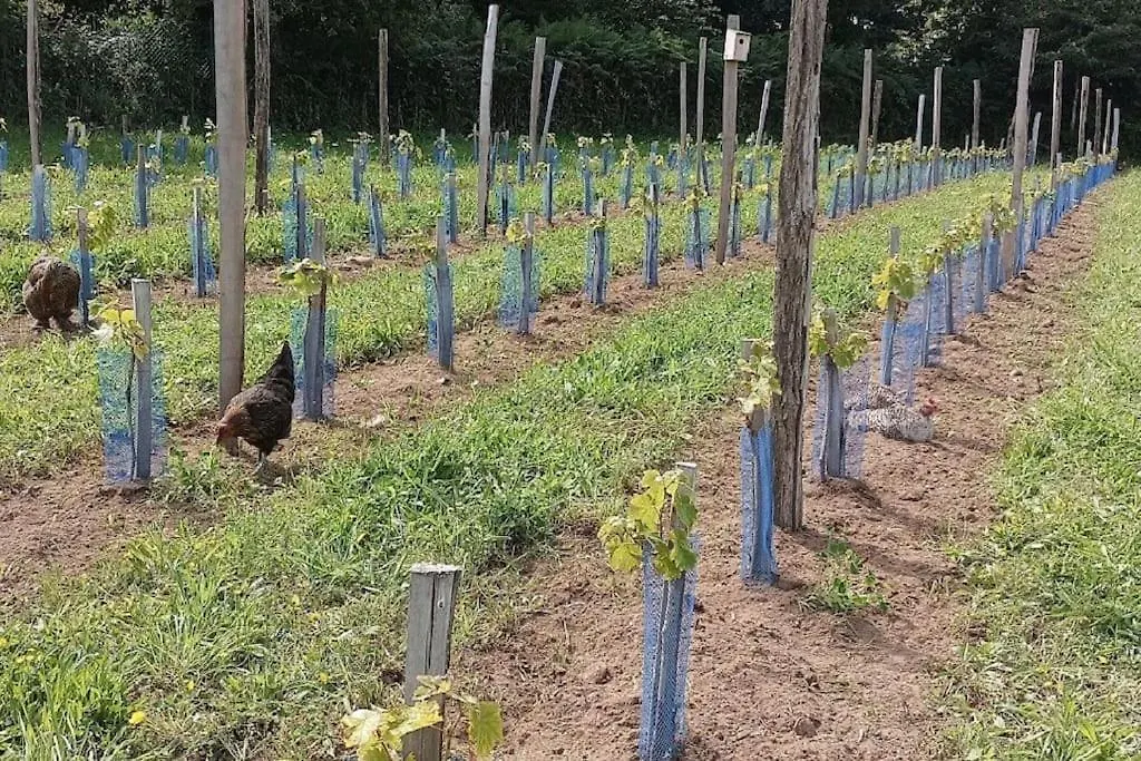 La Clef Des Champs, Gite A La Ferme Au Pied Des Vignes, Finistere Sud ! Pouldergat Semesterbostad